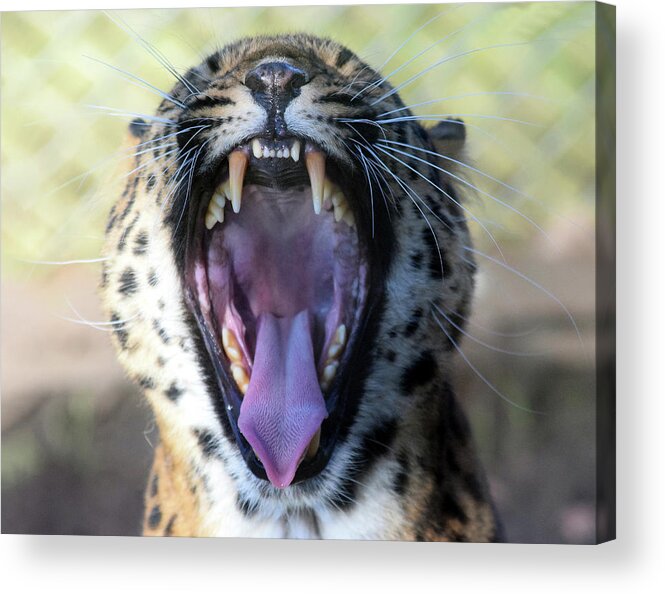 Northern Chinese Leopard Acrylic Print featuring the photograph Leopard roaring by Gareth Parkes