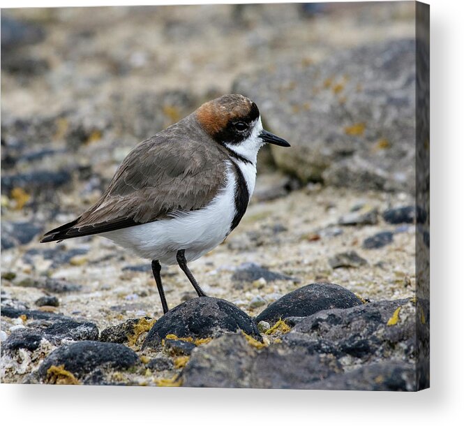 Two-banded Plover Acrylic Print featuring the photograph Let's Hear it for the Band by Tony Beck