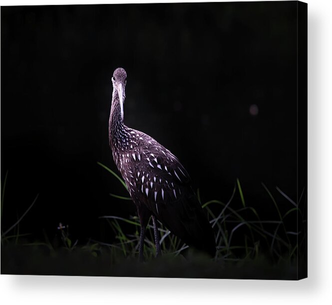 Limpkin Acrylic Print featuring the photograph Limpkin by the Shore by Mark Andrew Thomas