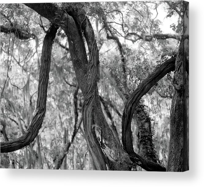 Horizontal Acrylic Print featuring the photograph Live Oaks and vines, St. Simons Park by John Simmons