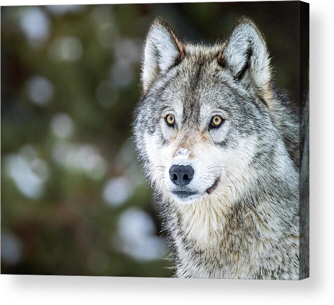 Gray Wolf Acrylic Print featuring the photograph Looking to Cross by Max Waugh