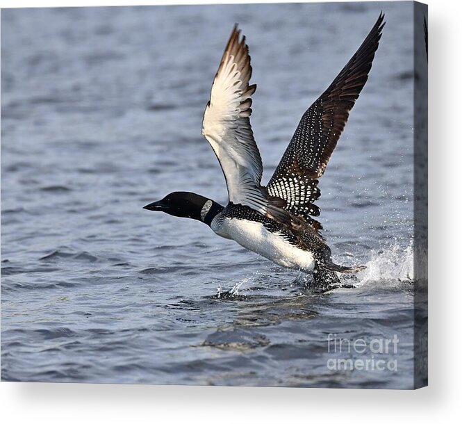 Birds Acrylic Print featuring the photograph Loon Liftoff by Steve Brown