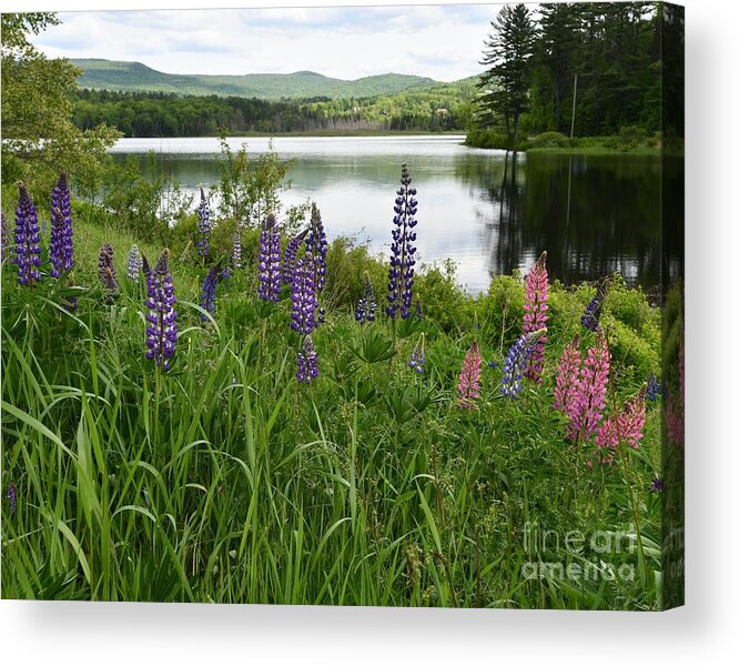 Sugar Hill Acrylic Print featuring the photograph Lupines at the Lake by Steve Brown