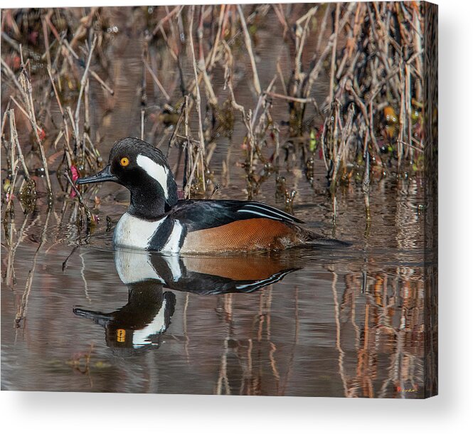 Nature Acrylic Print featuring the photograph Male Hooded Merganser DWF0231 by Gerry Gantt