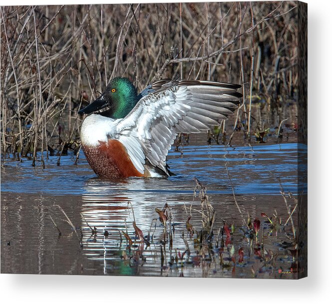 Nature Acrylic Print featuring the photograph Male Northern Shoveler Drying off after Bathing DWF0236 by Gerry Gantt