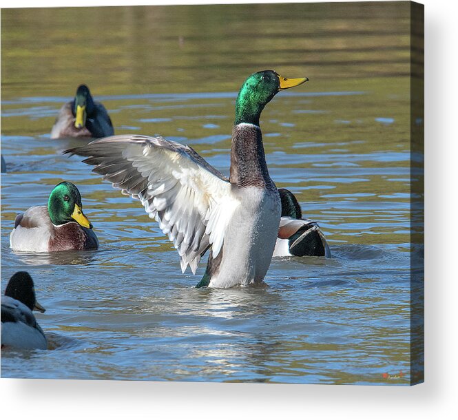Nature Acrylic Print featuring the photograph Mallard Drake Flapping His Wings DWF0205 by Gerry Gantt