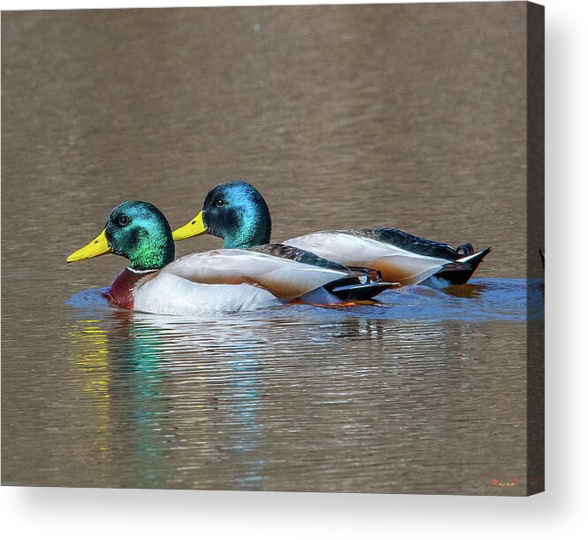 Nature Acrylic Print featuring the photograph Mallard Drakes DWF0227 by Gerry Gantt