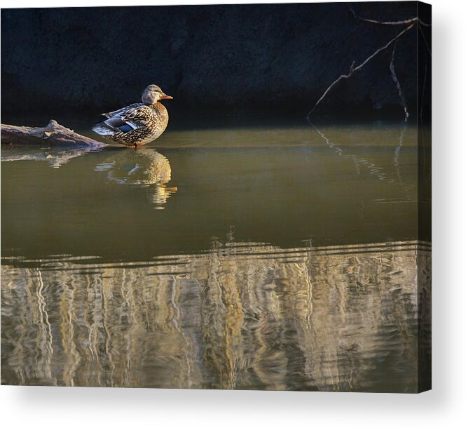 Birds Acrylic Print featuring the photograph Mallard Duck - Into the Sun by Nikolyn McDonald