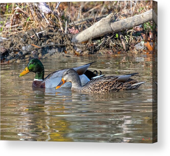 Nature Acrylic Print featuring the photograph Mallard Ducks Pair DWF0244 by Gerry Gantt