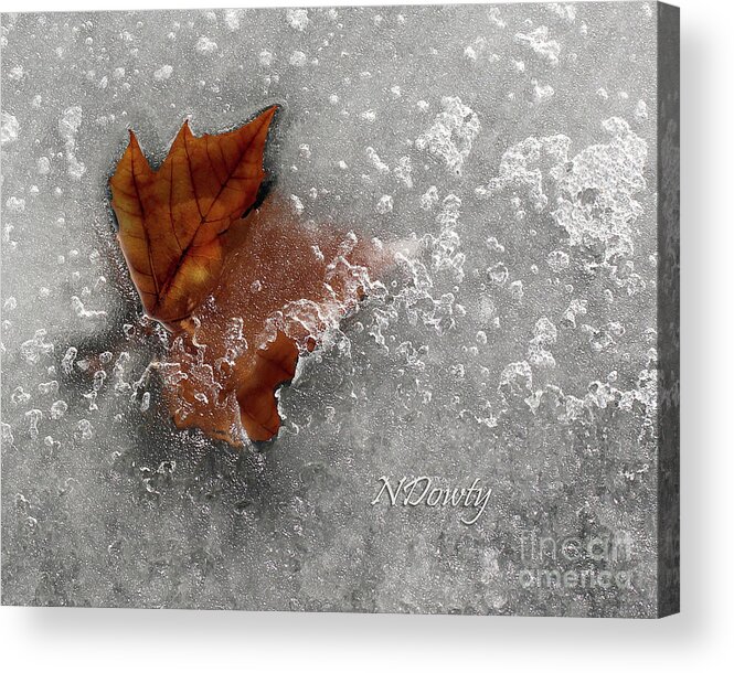  Acrylic Print featuring the photograph Maple Leaf in Ice by Natalie Dowty