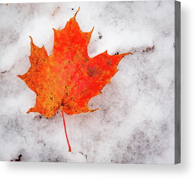 Vermont. Acrylic Print featuring the photograph Maple Leaf on Snow by Tim Kirchoff