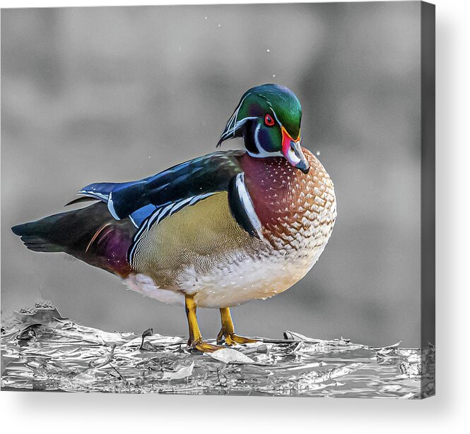 Wood Duck Acrylic Print featuring the photograph Meet Woody by Brian Shoemaker