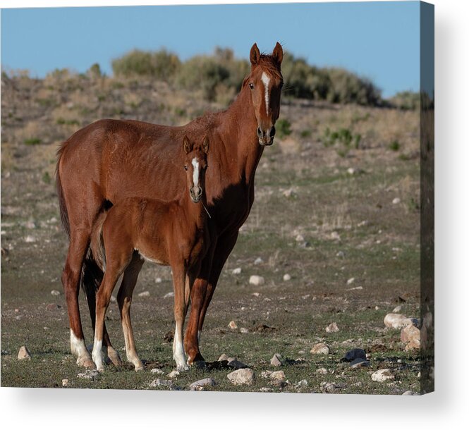 Wild Horses Acrylic Print featuring the photograph Mini Me by Mary Hone