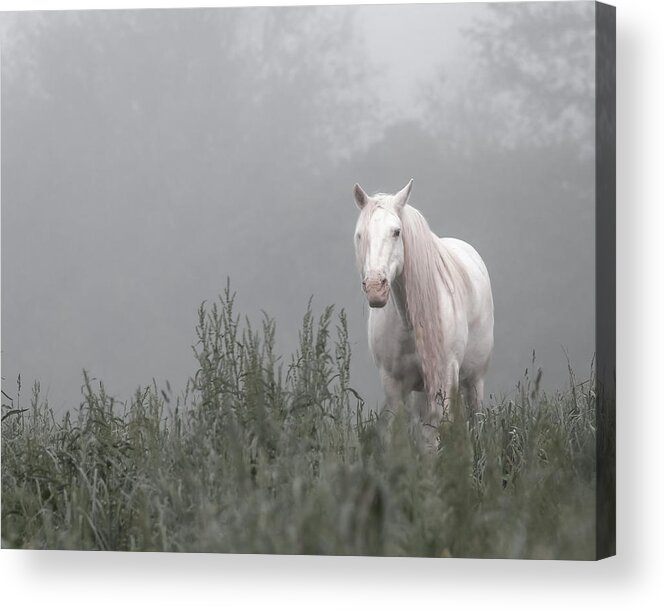Missouri Acrylic Print featuring the photograph Missing Shawnee by Holly Ross