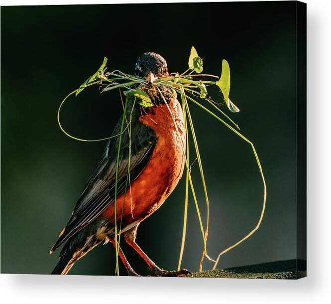 Robin Acrylic Print featuring the photograph Morning Construction by Rich Kovach