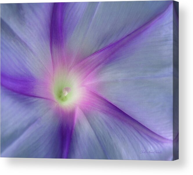  Acrylic Print featuring the photograph Morning Glory Star by ChelleAnne Paradis