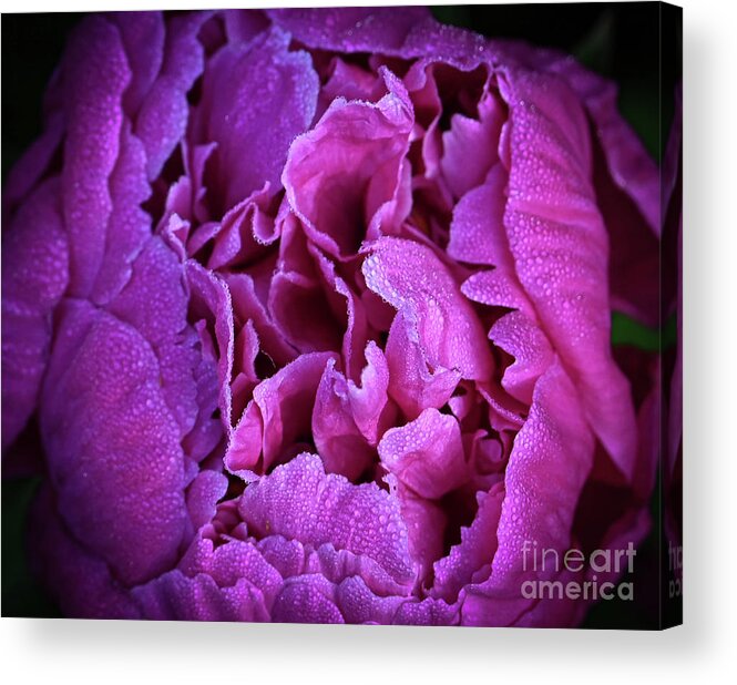 Peony Acrylic Print featuring the photograph Morning Peony by Laura Honaker