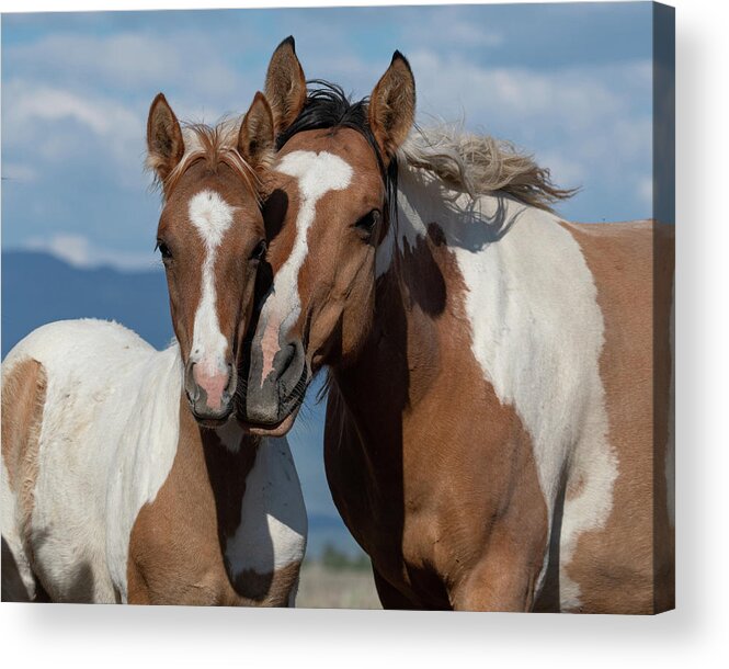 Wild Horses Acrylic Print featuring the photograph Mother/Daughter by Mary Hone