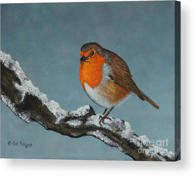Robin Acrylic Print featuring the painting Mr Robin Toughening Out Mr Winter by Bob Williams