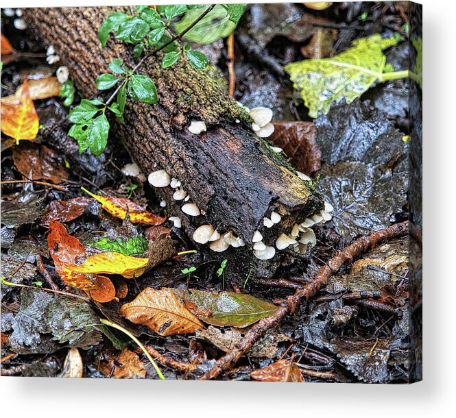 Mushrooms Acrylic Print featuring the photograph Natures Canvas II by Scott Olsen