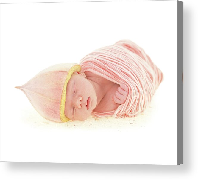 Newborn Acrylic Print featuring the photograph Noah as a Eucalyptus Bud by Anne Geddes