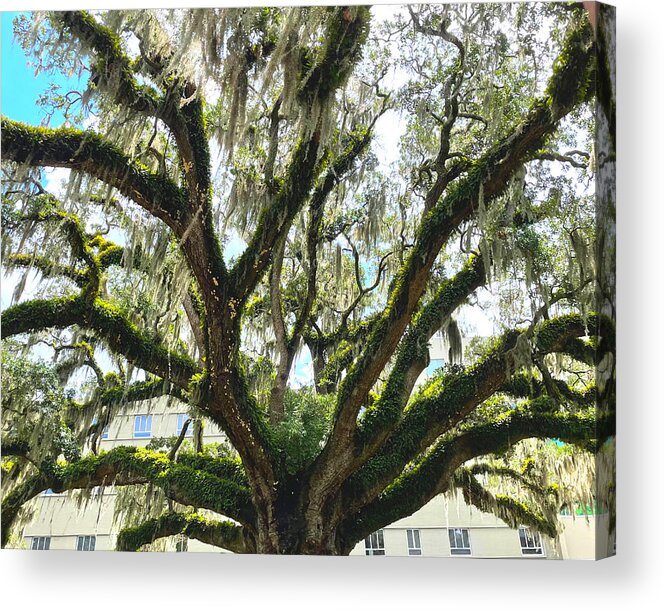 Tree Acrylic Print featuring the photograph Oak With Spanish Moss by Lee Darnell