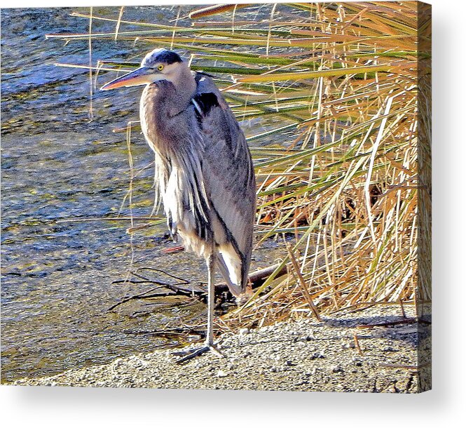 Heron Acrylic Print featuring the photograph One-legged Blue Heron by Andrew Lawrence