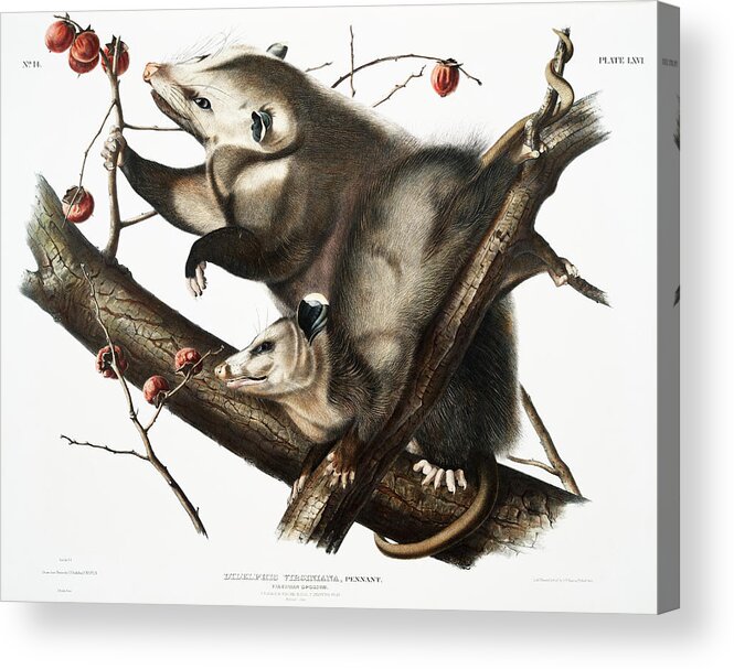 America Acrylic Print featuring the mixed media Opossum. John Woodhouse Audubon Illustration by World Art Collective