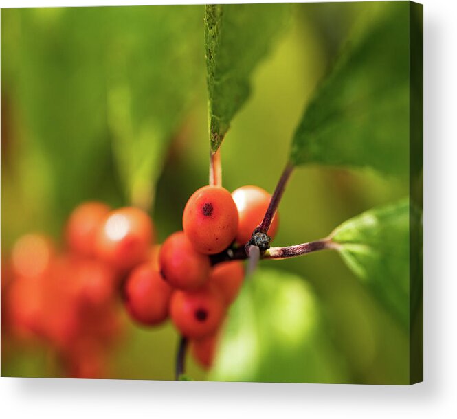 Plants Acrylic Print featuring the photograph Orange Berry Bush by Amelia Pearn