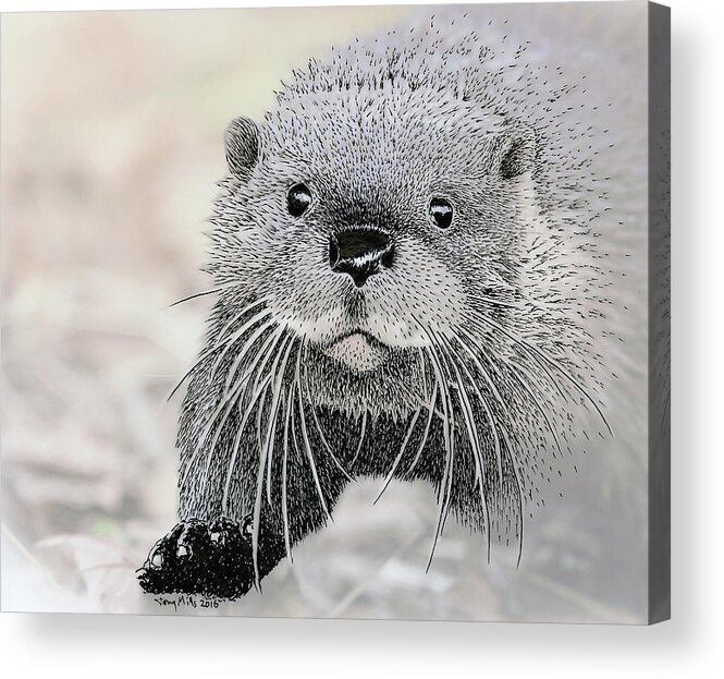 Otter Acrylic Print featuring the mixed media Otter approaching, mixed media. by Tony Mills