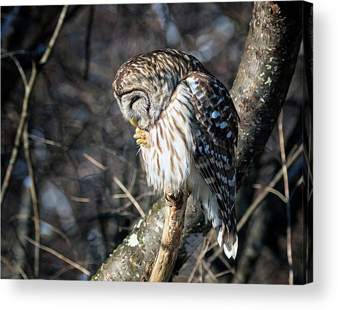 Owl Acrylic Print featuring the photograph Owl Prayer by Jaki Miller