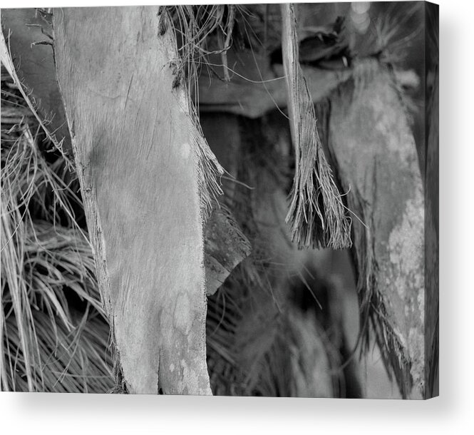 Closeup Acrylic Print featuring the photograph Palm #3 by John Simmons