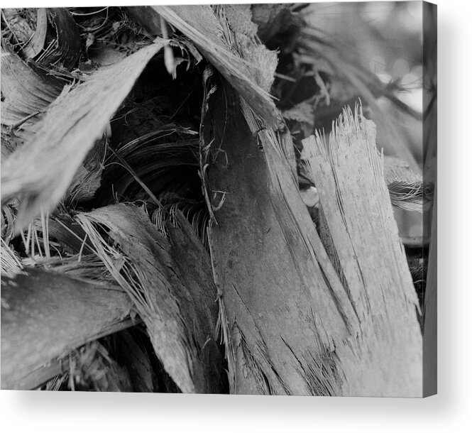 Closeup Acrylic Print featuring the photograph Palm #4 by John Simmons