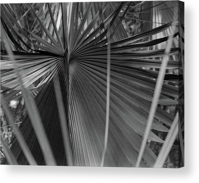Palm Acrylic Print featuring the photograph Palm #6, 2007 by John Simmons
