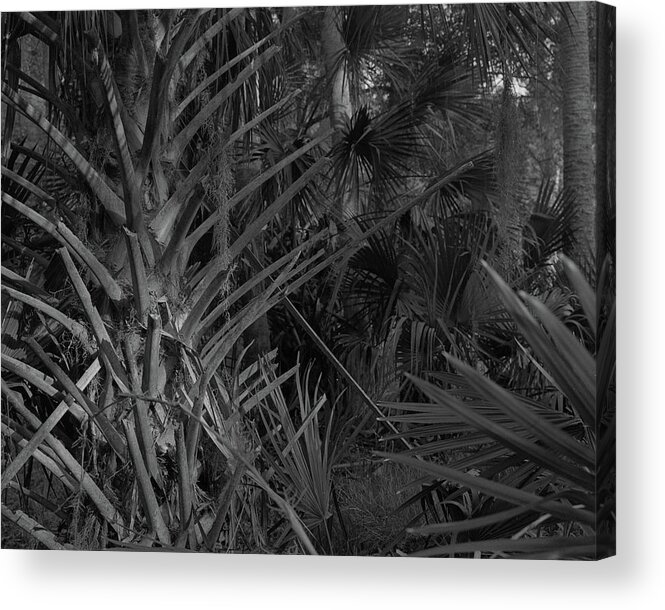 Princess Place Preserve Acrylic Print featuring the photograph Palm Forest, Princess Place Preserve, 2007 by John Simmons