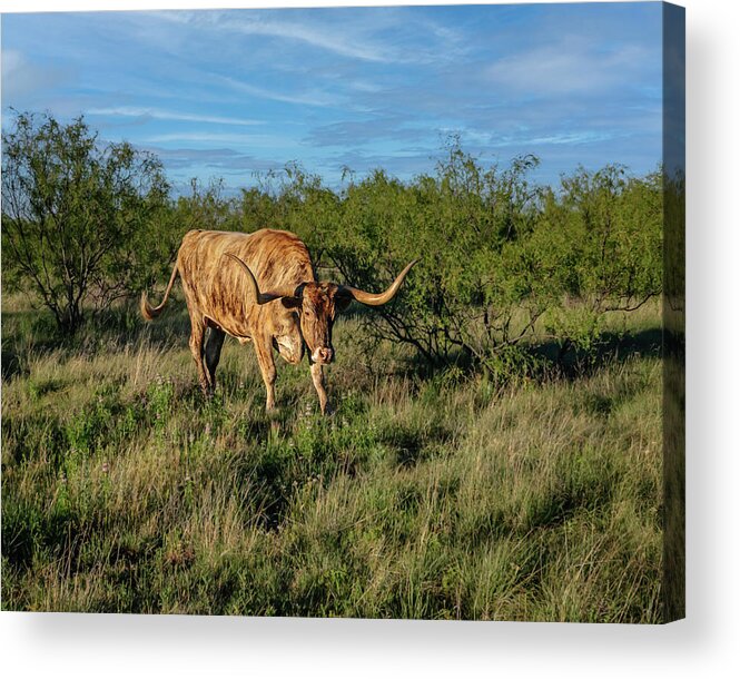 Texas Acrylic Print featuring the photograph Palo Duro Canyon Long Horn by Laura Hedien