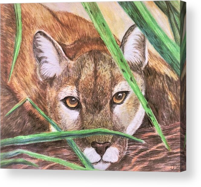 Panther Acrylic Print featuring the drawing Panther in the Grass by Judy Thompson