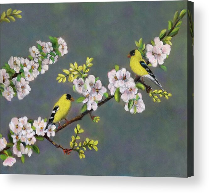 Soft Pastels Acrylic Print featuring the painting Pastel Painting of American Goldfinches by Sandra Huston