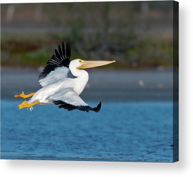Pelican Acrylic Print featuring the photograph Pelican lift off by Gary Langley