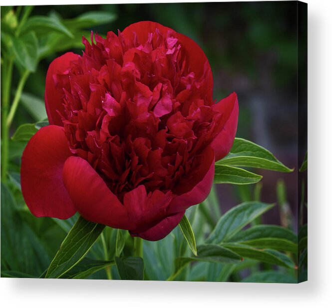 Peony Acrylic Print featuring the photograph Peony Red by Robert Pilkington