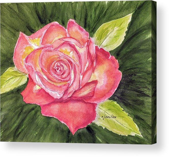 Rose Acrylic Print featuring the painting Perfect Moment Rose - Watercolor by Claudette Carlton