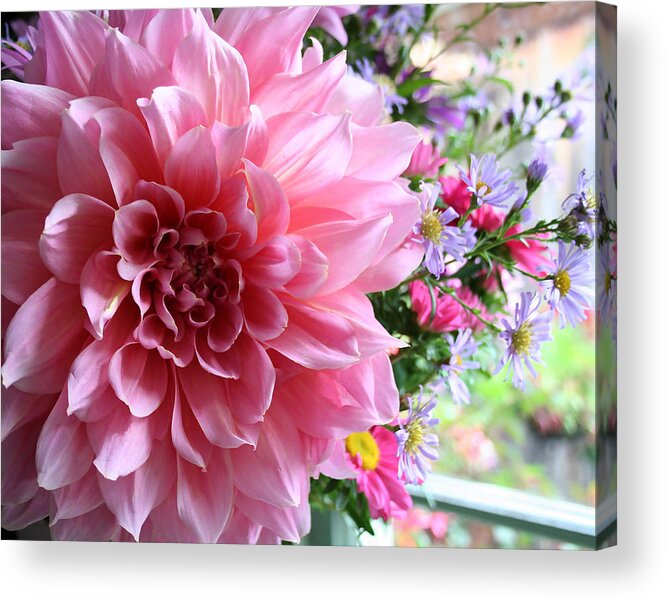 Pink Dahlia Acrylic Print featuring the photograph Pink Dahlia in a Window by Sherrie Triest