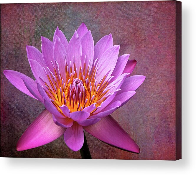 Lotus Acrylic Print featuring the photograph Pink Lady Water Lily by Judy Vincent