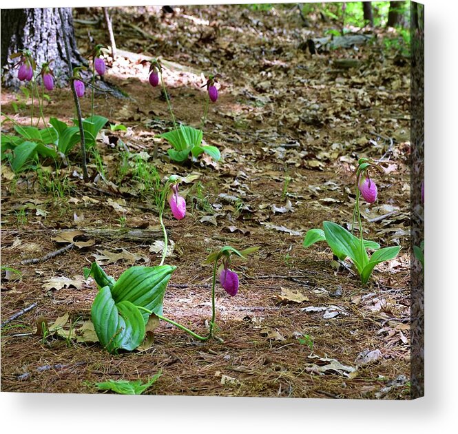 Pink Lady's Slippers Acrylic Print featuring the photograph Pink lady's slippers by Monika Salvan
