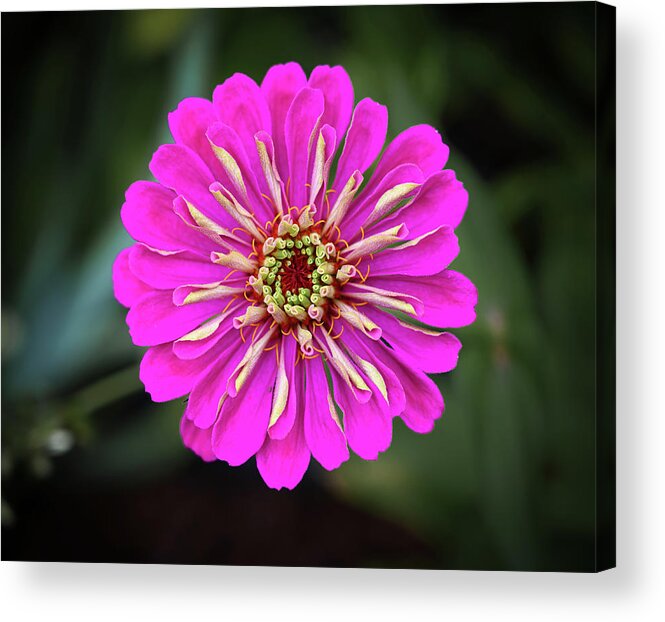 Pink Acrylic Print featuring the photograph Pink Zinnia by Steven Nelson