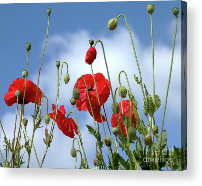 Poppies Acrylic Print featuring the photograph Poppy Art by Baggieoldboy