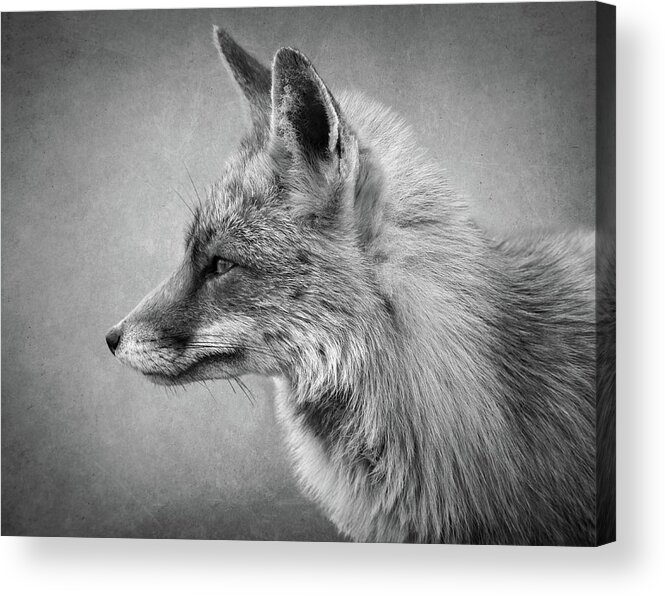 Foc Acrylic Print featuring the digital art Portrait of a fox in black and white by Marjolein Van Middelkoop