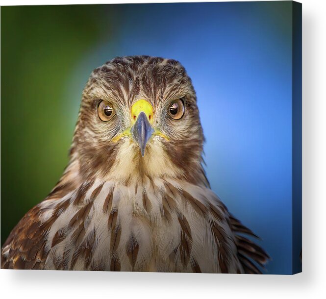 Red Shouldered Hawk Acrylic Print featuring the photograph Portrait of a Raptor by Mark Andrew Thomas
