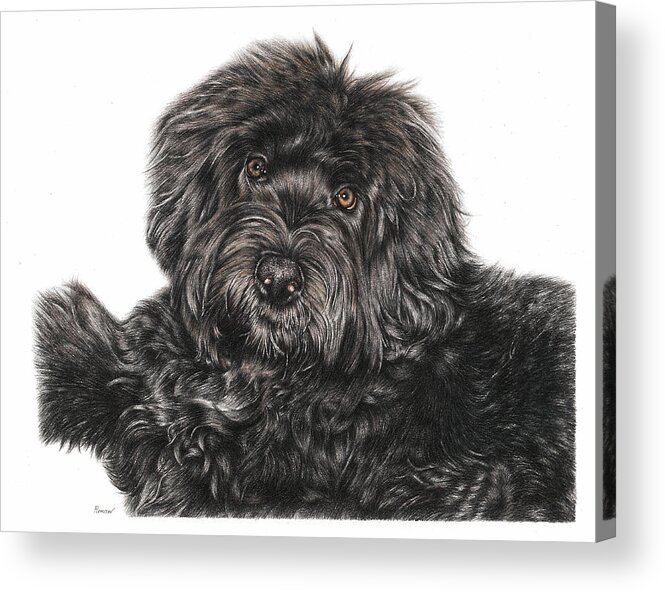 Portuguese Water Dog Acrylic Print featuring the drawing Portuguese Water Dog Toby by Casey 'Remrov' Vormer