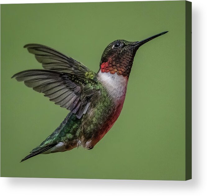 Hummingbird Acrylic Print featuring the photograph Posing by Brian Shoemaker